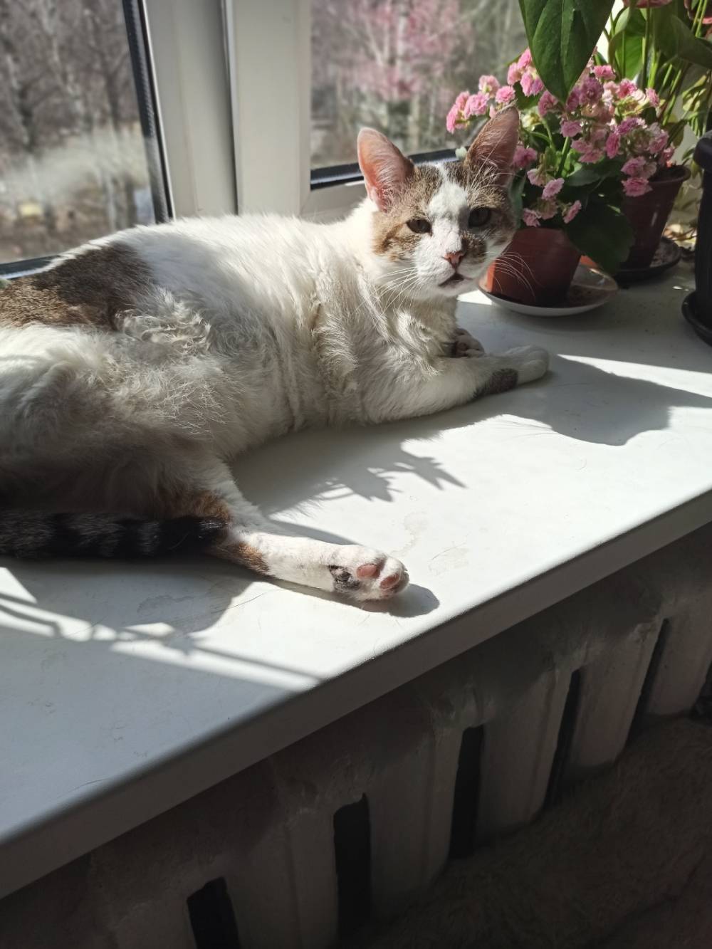 Сколько лет котятам, когда кошки