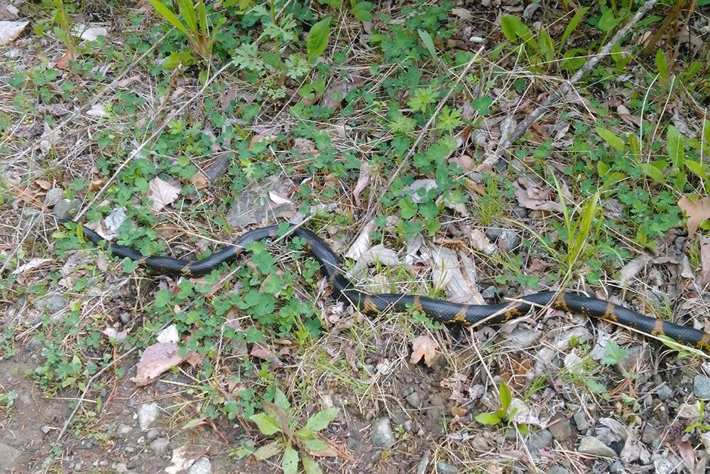 Амурский полоз не ядовитый, но вырастает до 2 метров и тоже может укусить