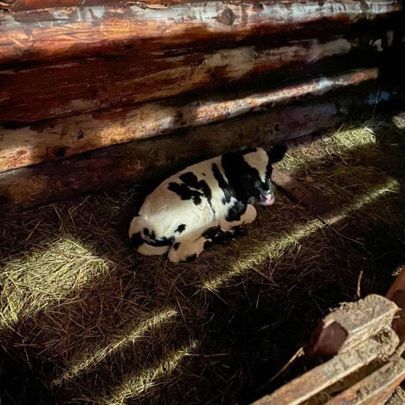 У коровы моих родителей родился теленок