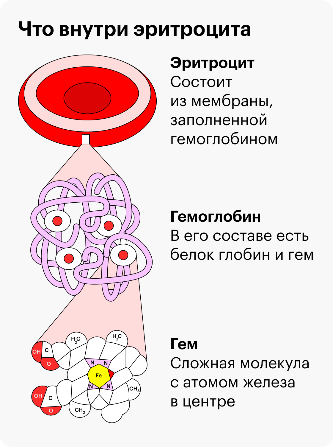 При анемии в крови мало красных кровяных клеток — эритроцитов. Они переносят кислород к остальным клеткам организма и забирают у них углекислый газ. Это возможно благодаря сложному белку гемоглобину. В его составе есть белок гем — именно он прикрепляет молекулы кислорода