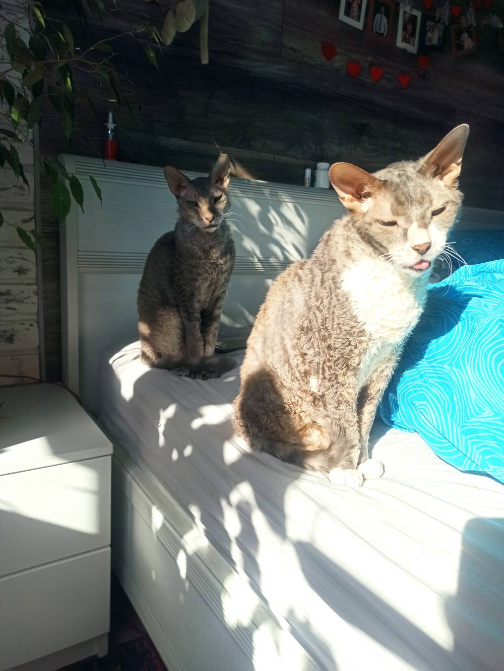 Сколько лет котятам, когда кошки
