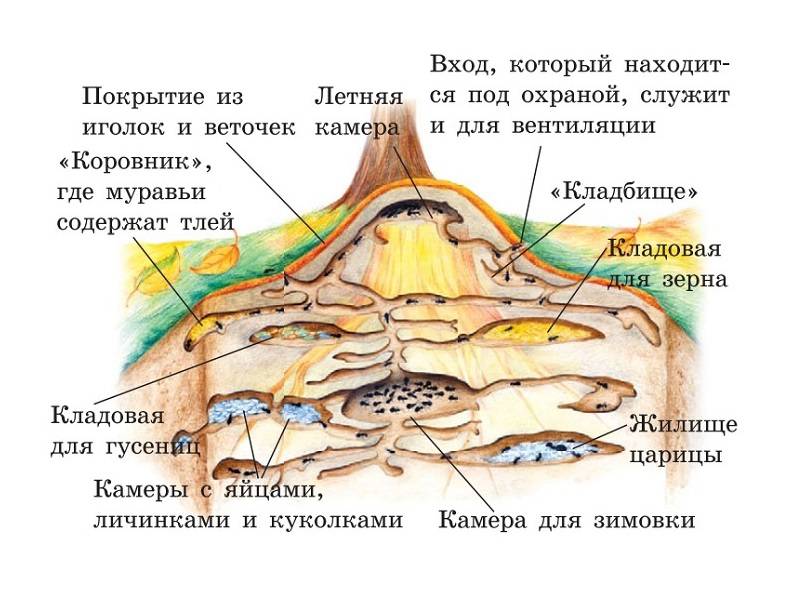 Как избавиться от муравьев в фундаменте дома