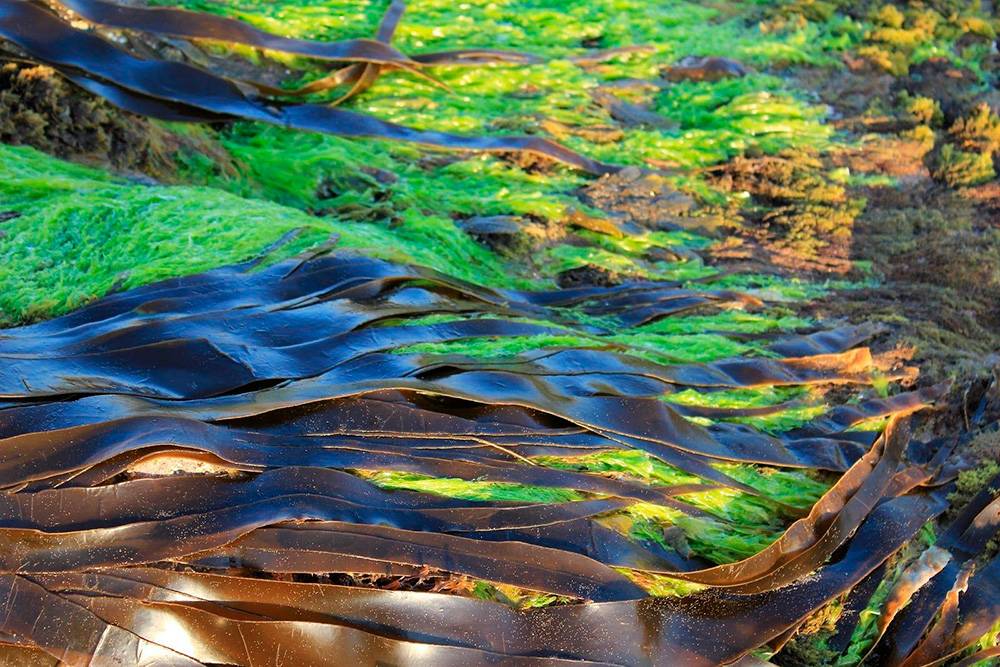 Это дикая морская капуста с Сахалина. С мая по август местные водолазы собирают двухлетние водоросли прямо в море — к этому времени они накапливают больше всего полезных веществ. После морскую капусту либо сушат, либо замораживают. Фото: California Sea Grant / Flickr