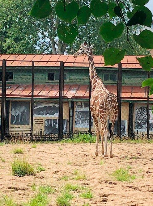 В Ленинградском зоопарке можно увидеть жирафа