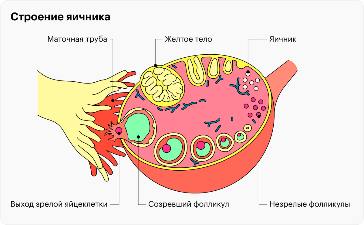 Зачатие это. Где созревают фолликулы. Фолликул вектор PNG.