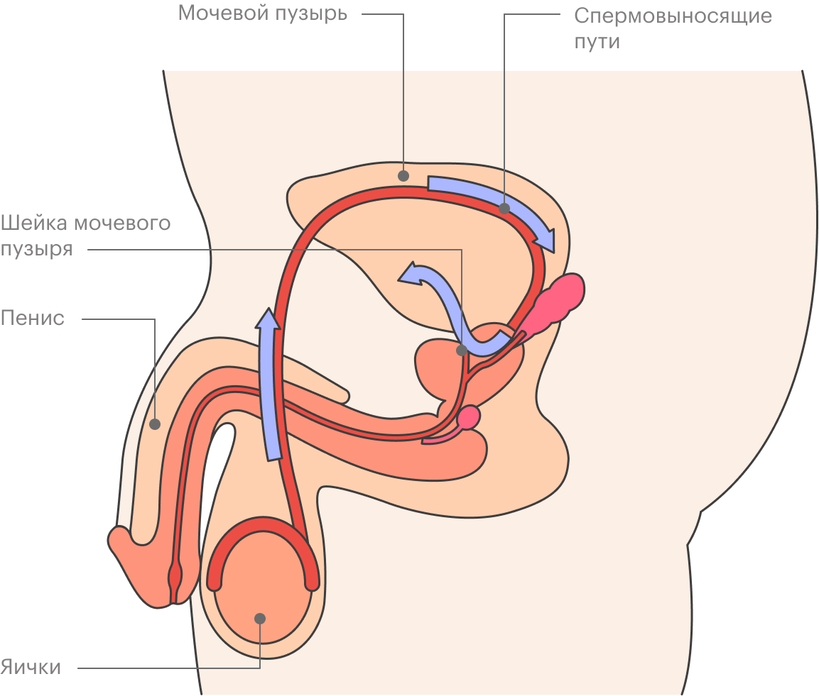 где у мужчины находиться сперма фото 87