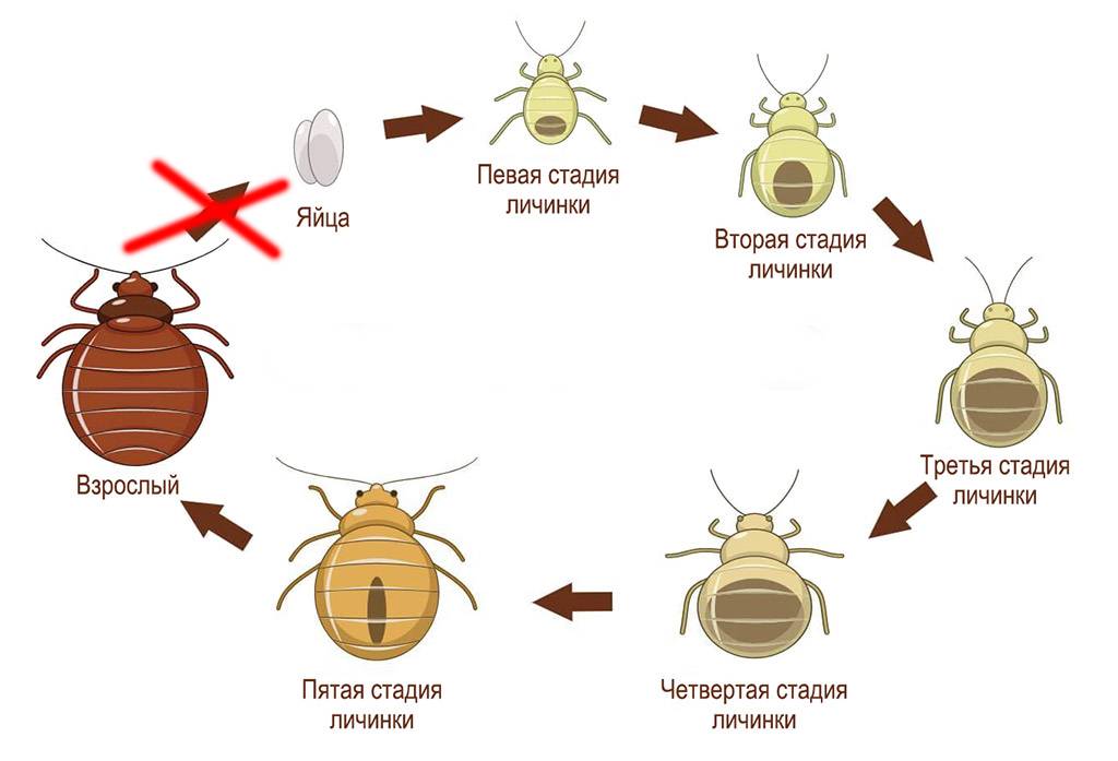 Клопы в новом матрасе