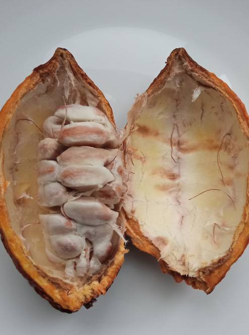 Дома я его вскрыла, а бобы пожарила в духовке. По вкусу они были как очень горький шоколад