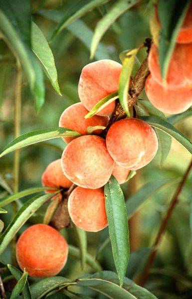 Peaches in the backyard