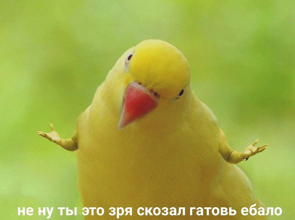 Котиковый пирог