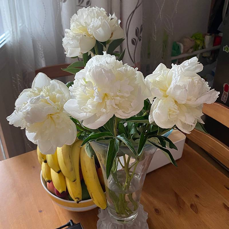 Пионы — мои любимые цветы. Жаль, что они так мало стоят, зато какой запах!