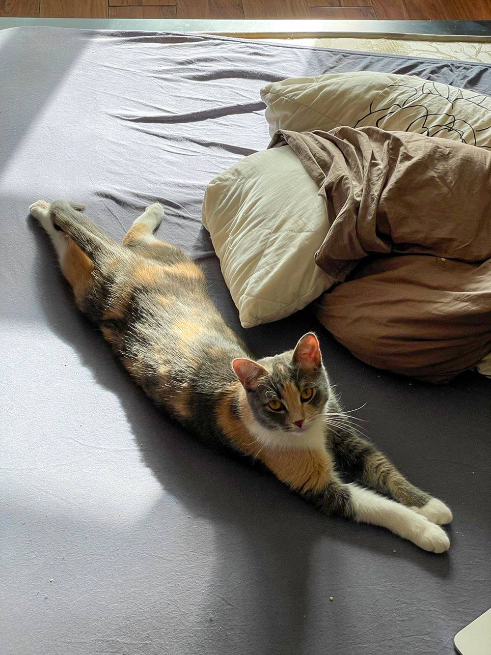 Можно ли перевозить корм для животных через границу