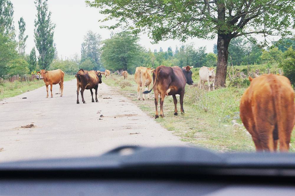 Мы постоянно видели такую картину на дорогах. Коров нет только на скоростных трассах: они огорожены по бокам отбойниками, заборами или располагаются на возвышенности