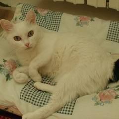 Елена Кононова