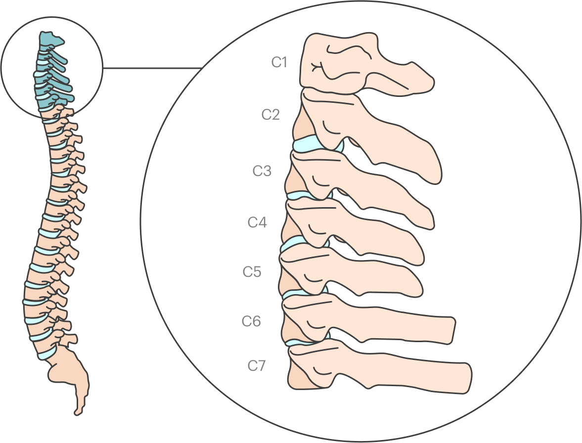С3 с7 позвонки. 7 Позвонок. 2 Позвонок шейного отдела. Шейный отдел позвонки с4-с7. Сегменты в 1с