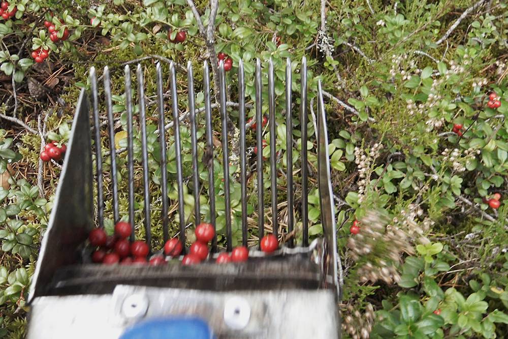 Местные умельцы за несколько часов могут сотню килограммов собрать