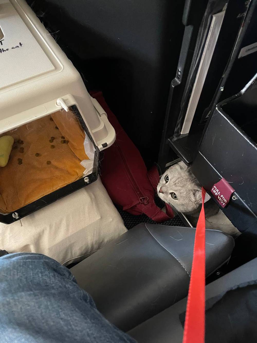 Можно ли перевозить корм для животных через границу