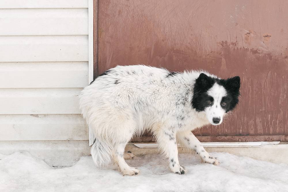Альфу нашли в поселке на помойке вместе с братом, сейчас ей около шести месяцев. Обе собаки — результат неконтролируемого размножения