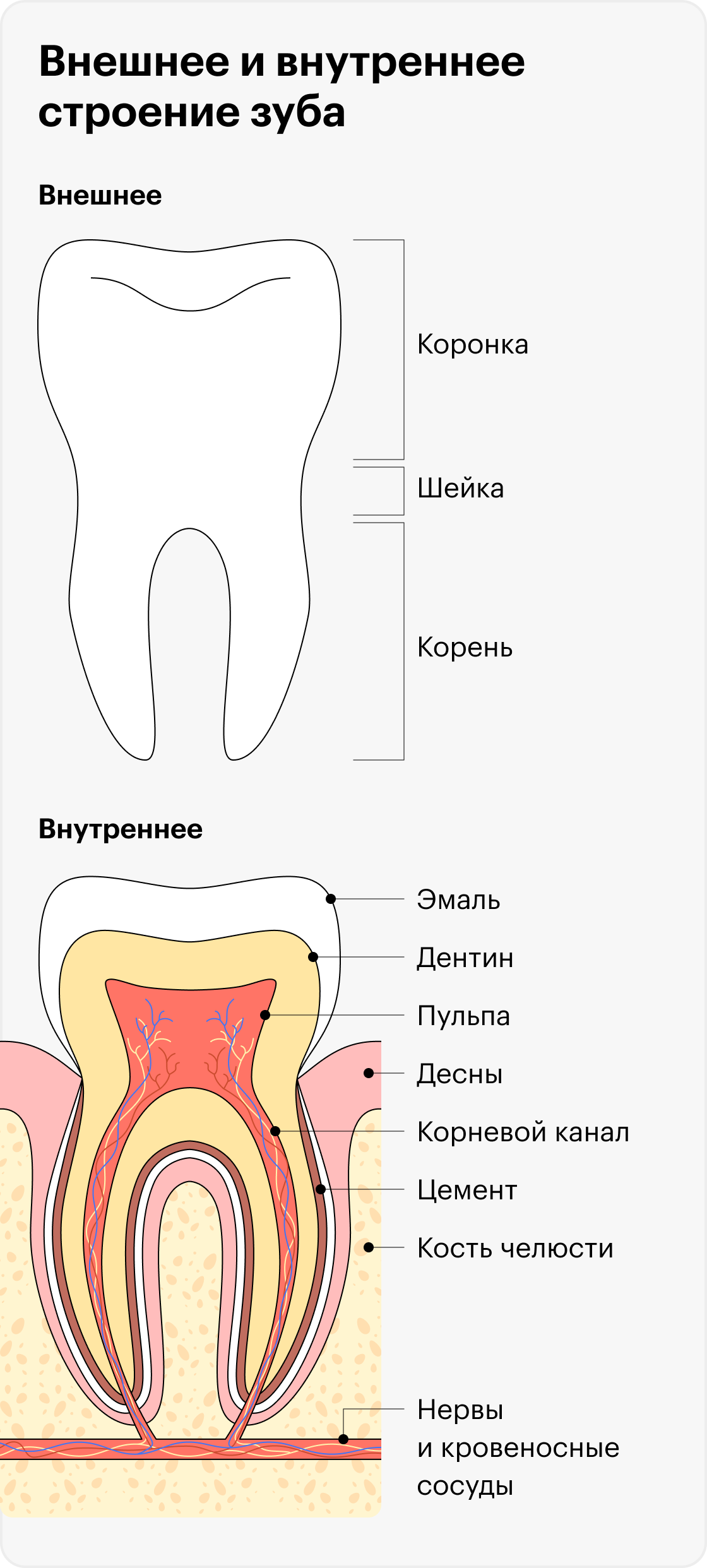 Зуб — сложный орган, в котором есть как живые, так&nbsp;и неживые части