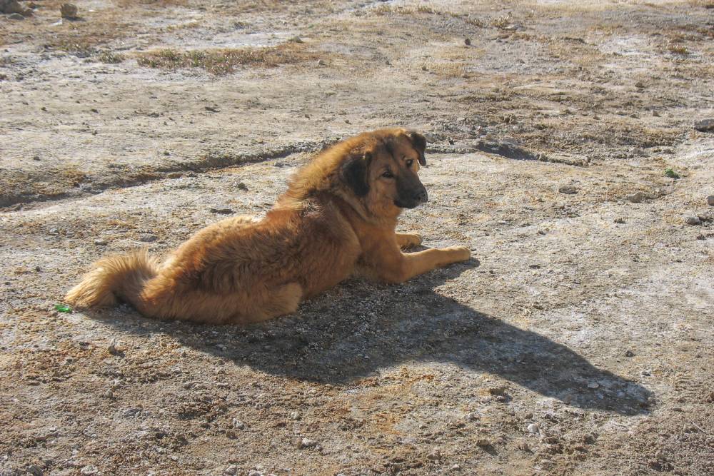 Похожих собак я встречала в северных деревнях в России, но в Тибете они казались мне необыкновенными