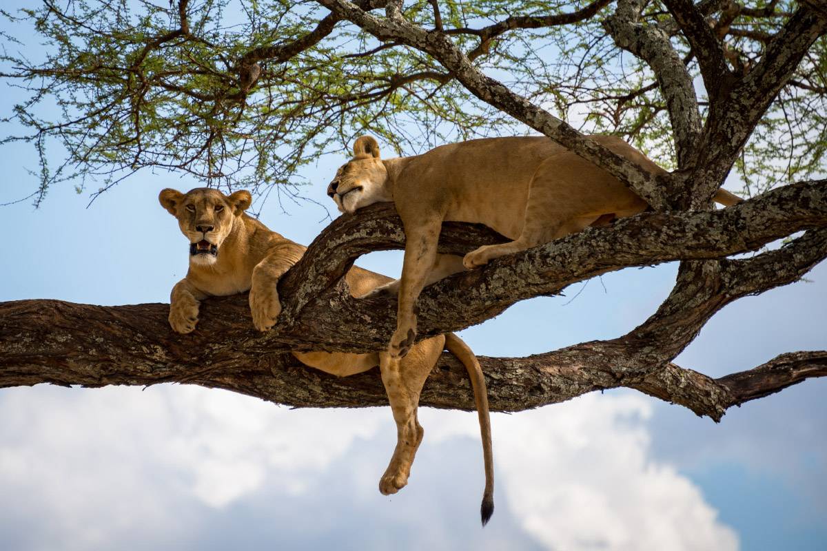 Ученые до сих пор не разгадали, почему львы в Маньяре любят деревья: то ли прячутся от жары или насекомых, то ли так удобнее высматривать добычу. Фото:&nbsp;Pieter Tel&nbsp;/ Shutterstock