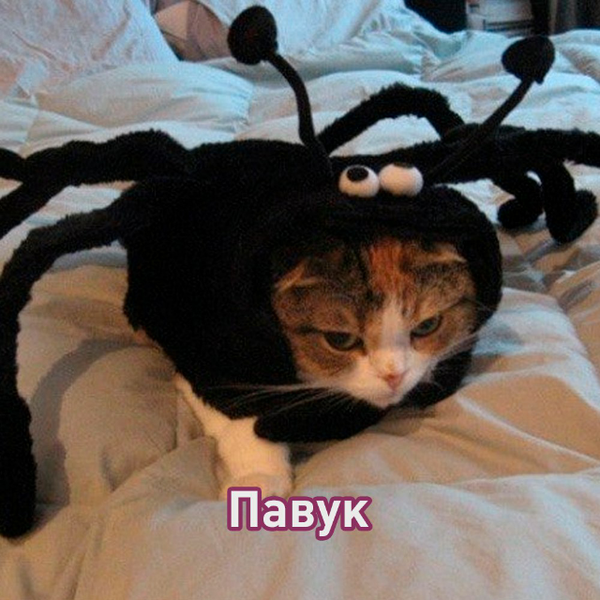 Кристина Антонова