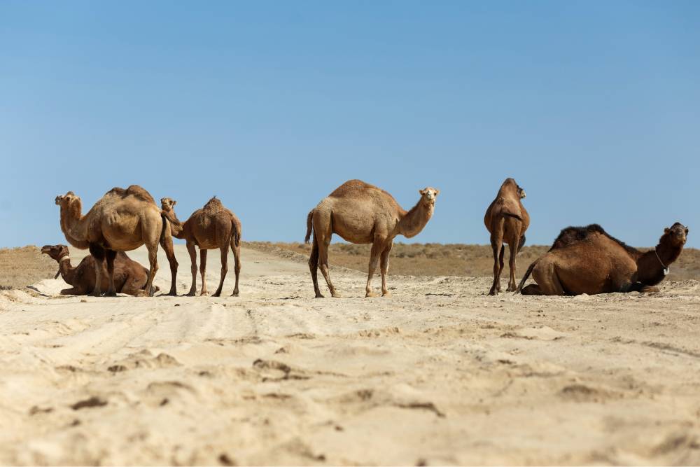 Верблюды — главные животные на западе страны. Там можно купить изделия из их шерсти, попробовать верблюжье молоко шубат и встретить их, перебегающих через дорогу
