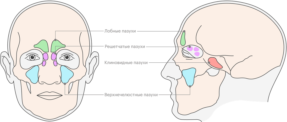 Пазухи носа рисунок