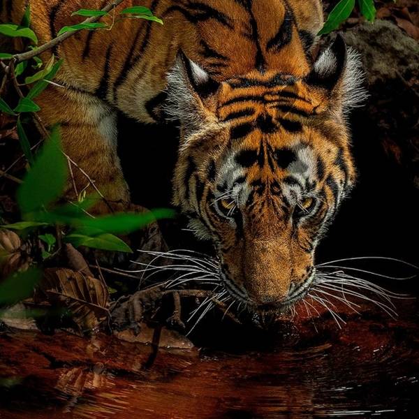 Ильнур Сагитов