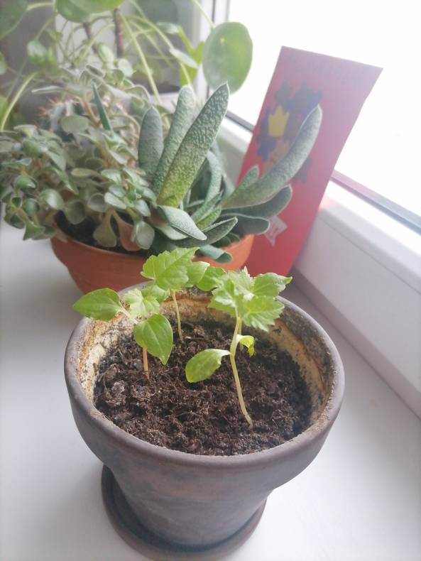 Изображение пользователя Lemonofhope