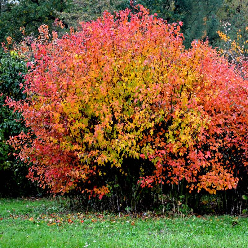 Осенью листва клена татарского становится багряно-красной. Фото: Beekeepx / Shutterstock
