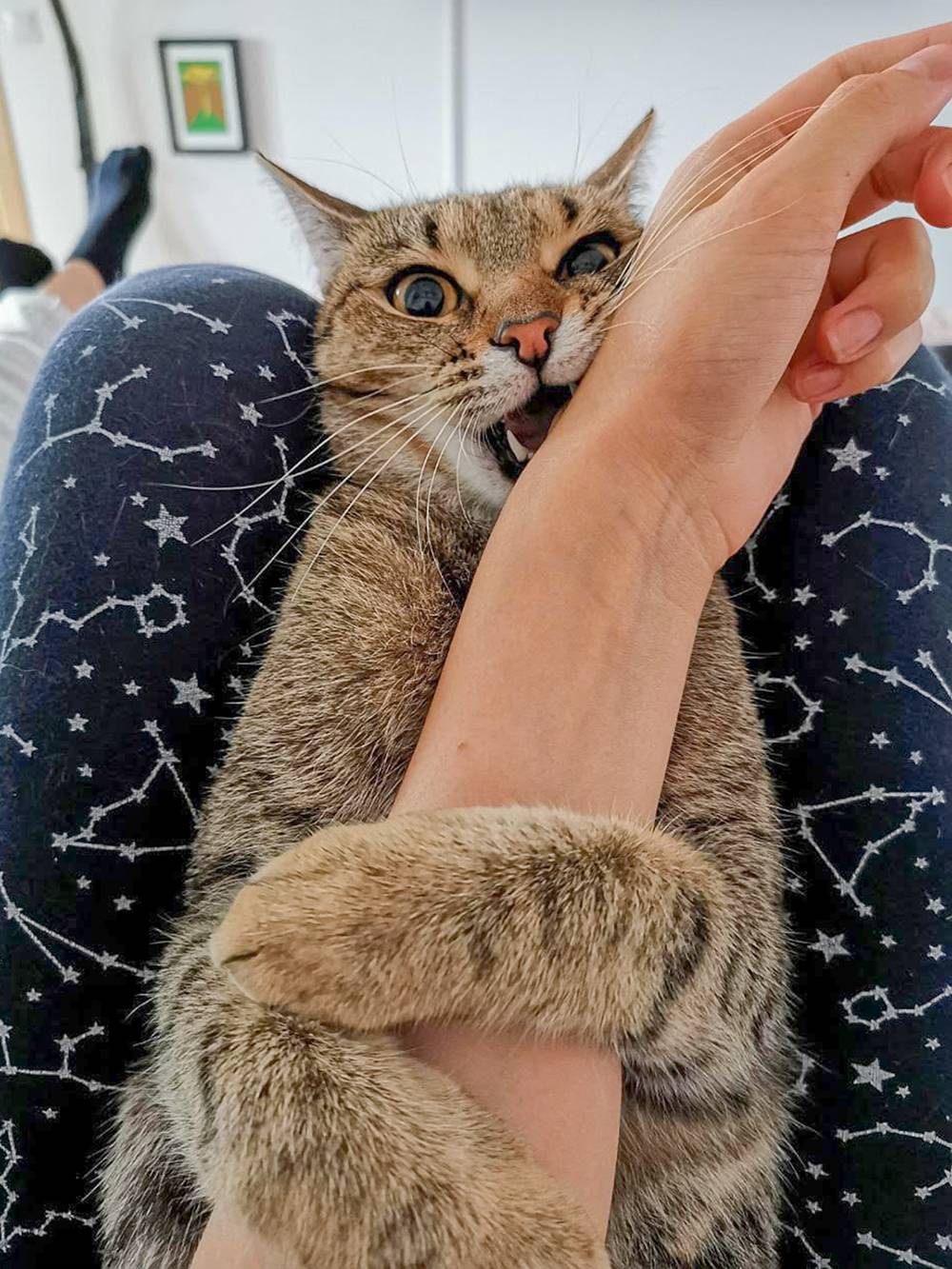 кошка уронила котенка с дивана