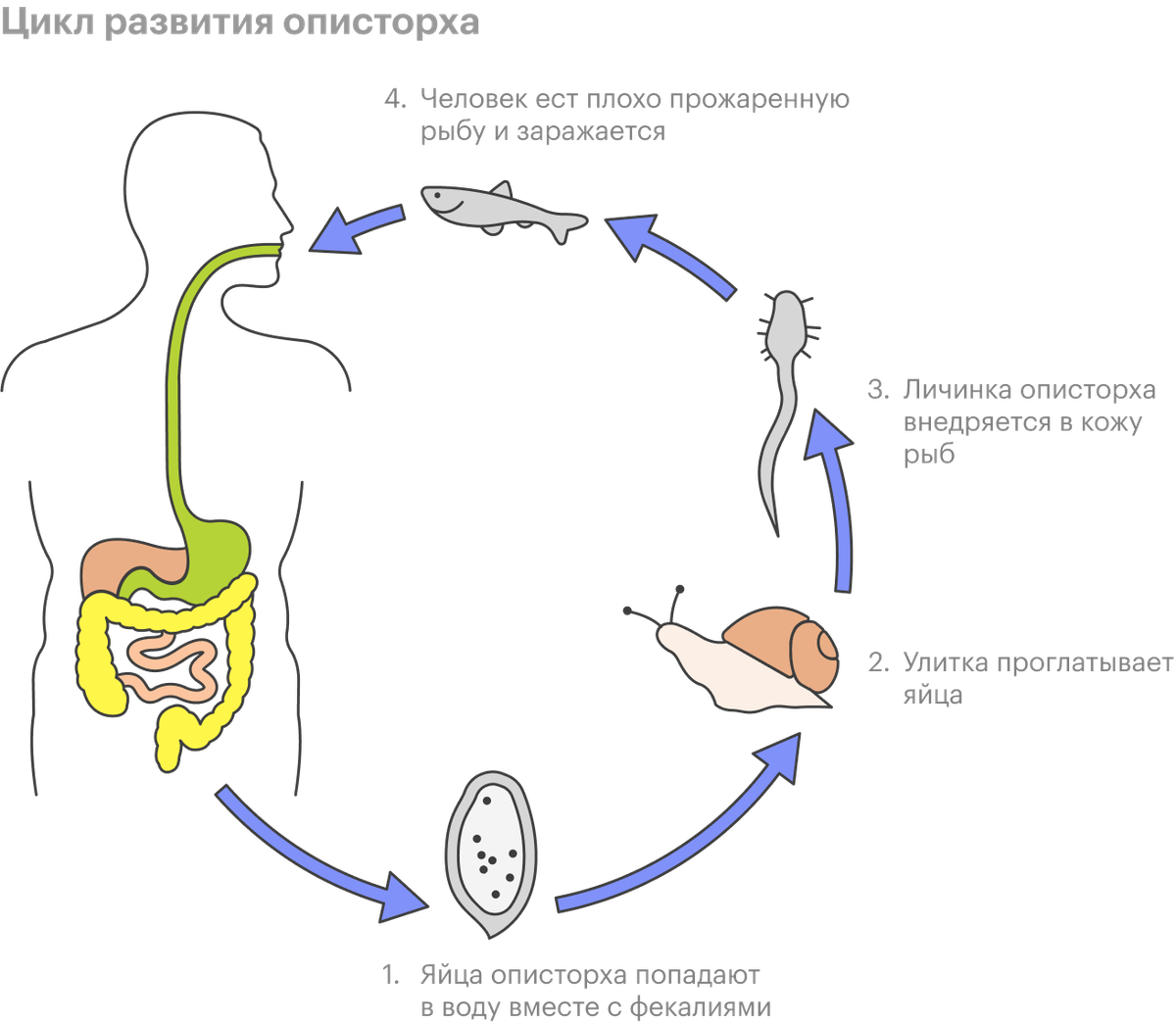 Описторхоз жизненный цикл схема