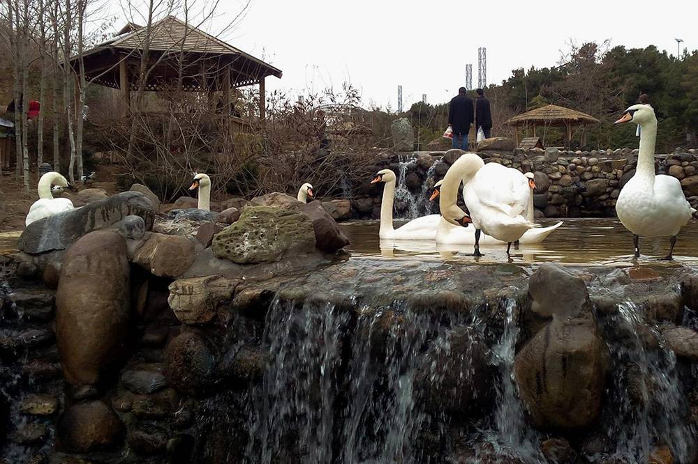 Лебеди, пеликаны и фламинго живут по соседству в открытых вольерах
