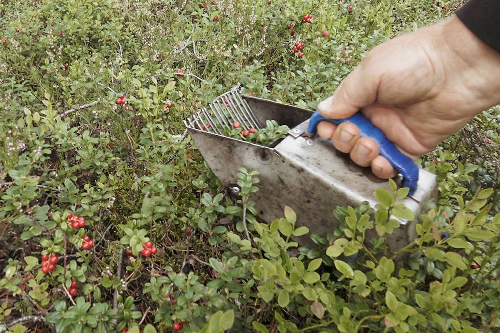 Бруснику собирают не руками, а такими черпаками — грабилками, и сразу в мешок