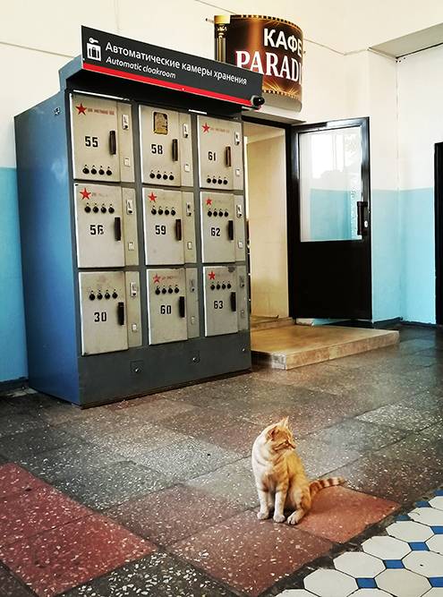 Местный вокзал с камерами хранения по 50&nbsp;советских копеек и котейка. А то ни одного фото животного за дневник!