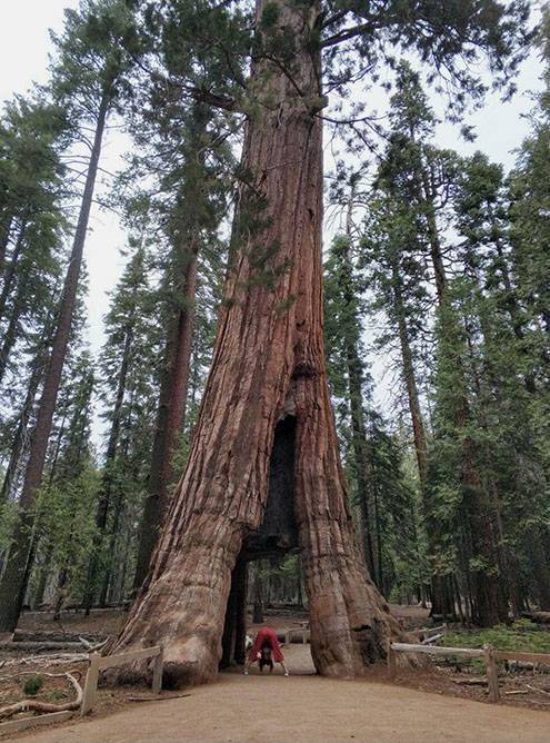 California Tunnel Tree — это дерево-туннель