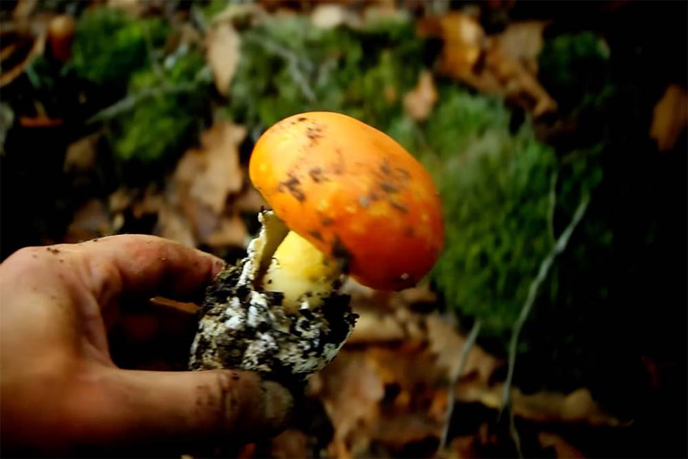 Цезарский мухомор. От красного отличить его элементарно — у него никогда не бывает белых чешуек на шляпе