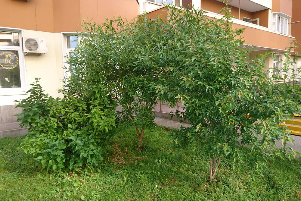 Композиция у одного из подъездов: сирень, кустарниковая ива, кустовой клен