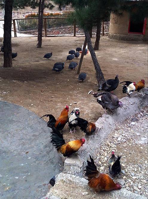 Цесарки, курицы и петухи свободно перемещаются по саду