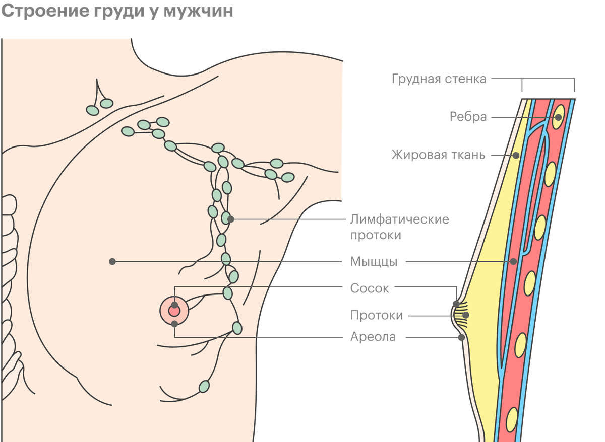 Где проходят молочные железы у женщины рисунок
