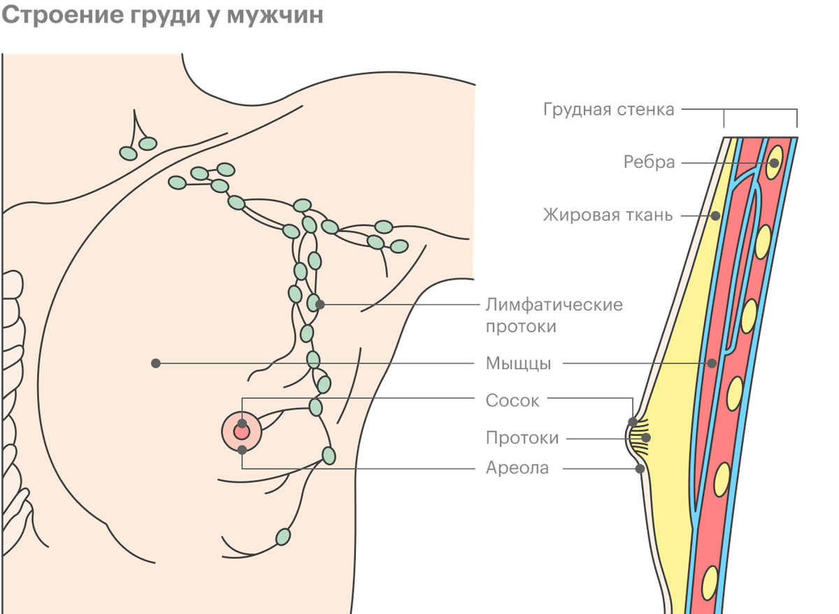 Молочная железа у мужчин. Опухоль молочной железы у мужчин. Онкология молочной железы у мужчин. Строение мужской грудной железы. Строение груди мужчины.