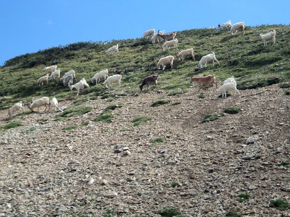 В горах нет коров, зато много коз. Они ловко карабкаются по скалам