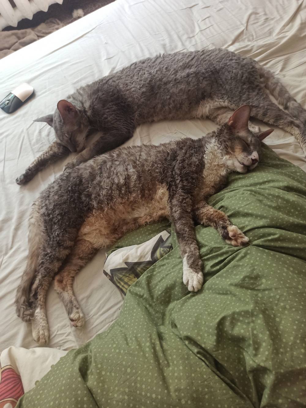 Сколько лет котятам, когда кошки
