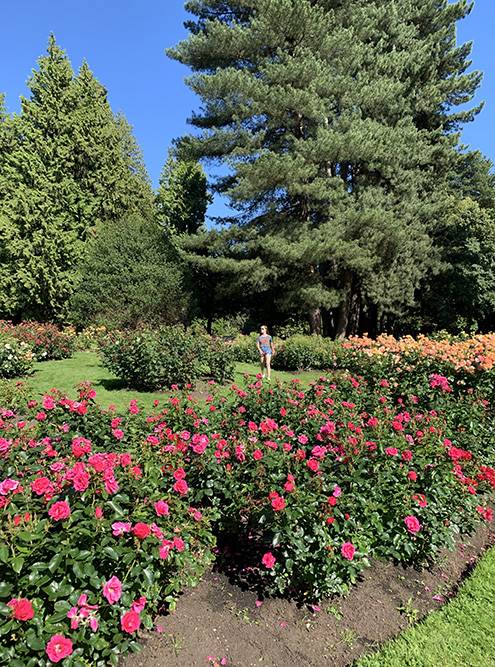 В конце июня и начале июля можно застать сезон роз в «Стэнли-парке»