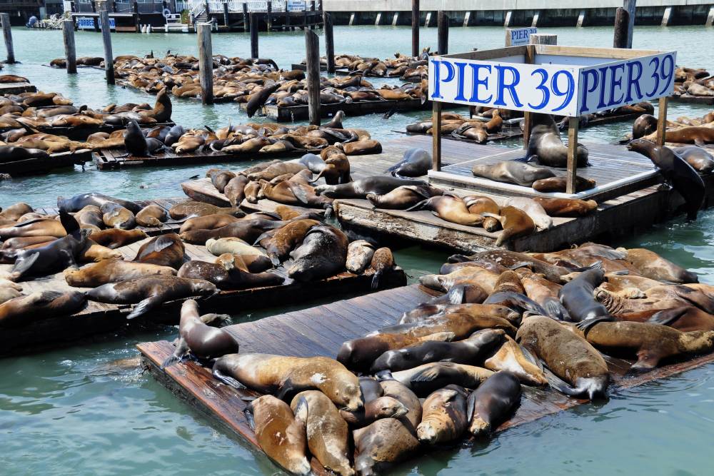 Первые морские львы на пирсе 39 появились в 1989&nbsp;году. Фото:&nbsp;Jeff Whyte&nbsp;/ Shutterstock