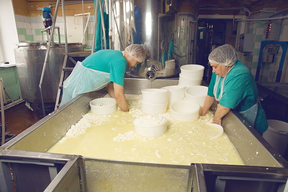 Сотрудники раскладывают сырное зерно по формам