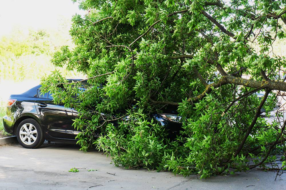 Дерево повредило машину на парковке — это не ДТП, так&nbsp;как автомобиль стоял на месте. Фото: Dmitry Markov152&nbsp;/ Shutterstock