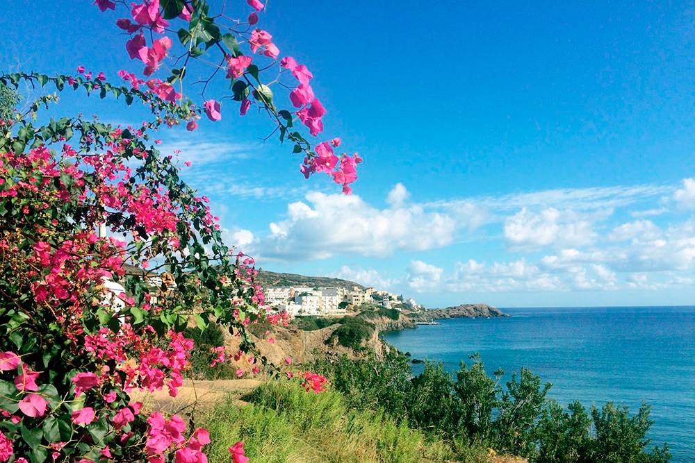 В конце лета и осенью цветет самый яркий цветок острова — розовая бугенвиллия