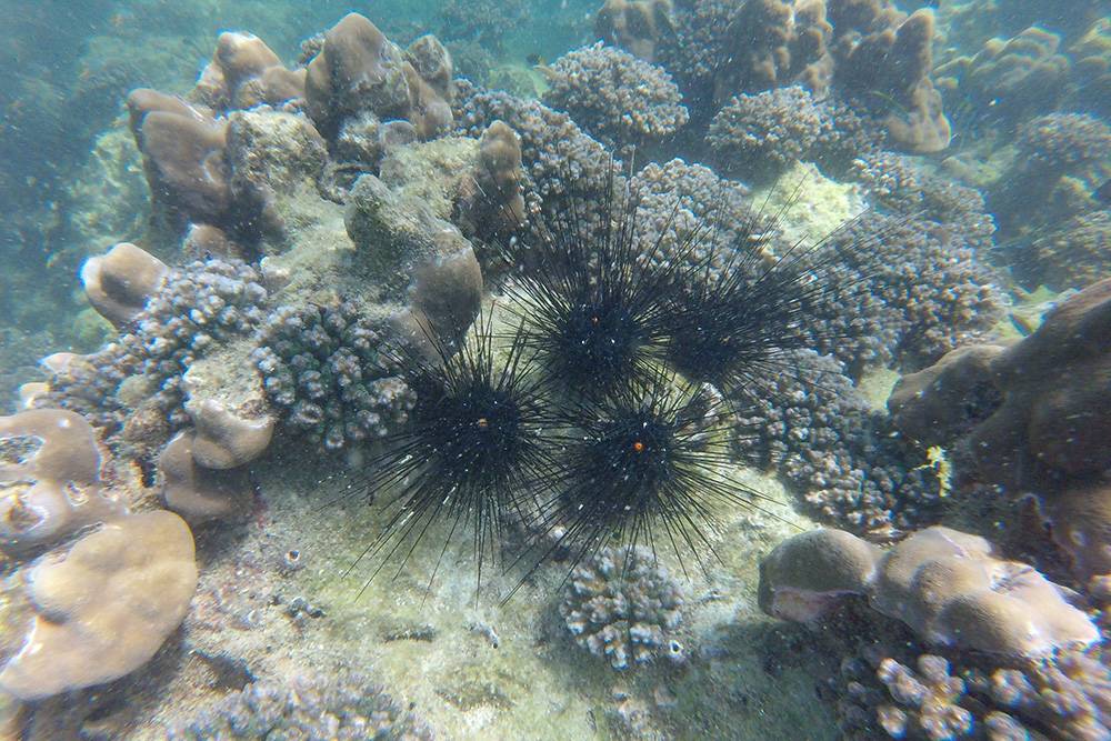 Во время снорклинга на островах Пхи-Пхи часто можно встретить морских ежей